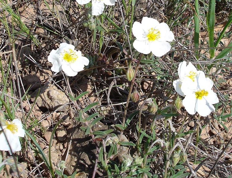 Helianthemum apenninum